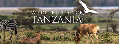 Wild Life Tanzania