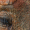 Tarangire NP, Tanzania - A group of Elephants approached my car after having kept their distance for a round of observation. They came so close I had only the eye in the visor