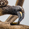 Arusha National Park, Tanzania - The Hornbill was rubbing the caterpillar's irritating hairs off on the branch before flying off to offer it to his companion a few trees further
