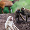 Arusha National Park, one of a few and rare albino Olive Baboons in Arusha NP, he seemed totally integrated in his group, even having a quickie with a companion just after this shot