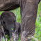 Serengeti NP