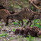 Tarangire NP