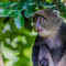 Arusha National Park, Tanzania - These Blue Monkeys are always on the lookout for a good bite or for a sign of danger.      This shot has been preselected at the 1st jury of the NHM-BBC 'Wildlife Photographer of the Year' 2014 competition, awaiting further news ...