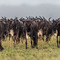 Serengeti NP