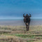 Ngorongoro Crater