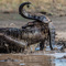 Ngorongoro Crater, Tanzania - Thoroughly enjoying the short rains this Buffalo spent 10 minutes in the mud pool