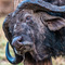 Ngorongoro Crater