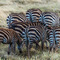 Ngorongoro Crater, NCA, Tanzania - on a lovely day in the Crater I stumbled upon this cluster of Burchell's Zebra with the wind blowing in the long grasses