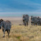 Ngorongoro Crater