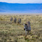 Ngorongoro Crater