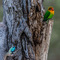 Ndutu, NCA, Tanzania - The Agama Lizard may have thought he was stealthy enough, but not for this Lovebird who saw him coming