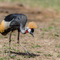 Ngorongoro Crater