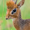 Tarangire NP