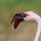 Ngorongoro Crater