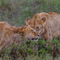 Serengeti NP