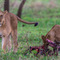 Serengeti NP