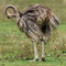 Ngorongoro Crater