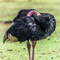 Ngorongoro Crater