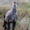 Ngorongoro Crater