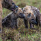 Ngorongoro Crater