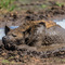 Serengeti NP