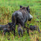 Lake Manyara, Tanzania - An impatient Warthog mother giving in to the hungry and insisting piglets