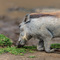 Ngorongoro Crater