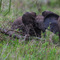 Serengeti NP