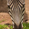 Ngorongoro Crater