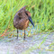 at Grumeti Reserve, Tanzania