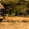 near camp, Serengeti NP