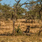 Serengeti NP