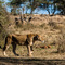 Serengeti NP