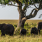 Serengeti NP