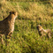 Serengeti NP