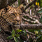 Simba Kopjes, Serengeti, Tanzania - This Leopard spotted me long before I saw him high up in the branches on a Kopje