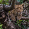 Simba Kopjes, Serengeti, Tanzania - This Leopard spotted me long before I saw him high up in the branches on a Kopje