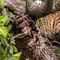 Simba Kopjes, Serengeti, Tanzania - This Leopard spotted me long before I saw him high up in the branches on a Kopje