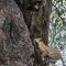 Simba Kopjes, Serengeti, Tanzania - after having spotted him up in the trees on Simba Kopje and waited for over half an hour this elusive Leopard finally made a move over the Kopje and checked the view on the other side of the Kopje