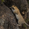 Simba Kopjes, Serengeti, Tanzania - after having spotted him up in the trees on Simba Kopje and waited for over half an hour this elusive Leopard finally made a move over the Kopje and checked the view on the other side of the Kopje