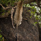 Simba Kopjes, Serengeti, Tanzania - after having spotted him up in the trees on Simba Kopje and waited for over half an hour this elusive Leopard finally made a move over the Kopje and checked the view on the other side of the Kopje