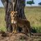 Serengeti NP