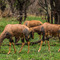 Serengeti NP