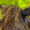 Ngorongoro Crater