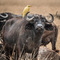 Ngorongoro Crater