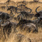 Ngorongoro Crater