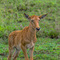 Serengeti NP