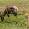 Serengeti NP