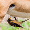 cleaning an Impala; Ndutu, NCA