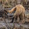 Ndutu, NCA; though mostly nocturnal you may see Bat-eared Foxes gathering outside their den in the daytime